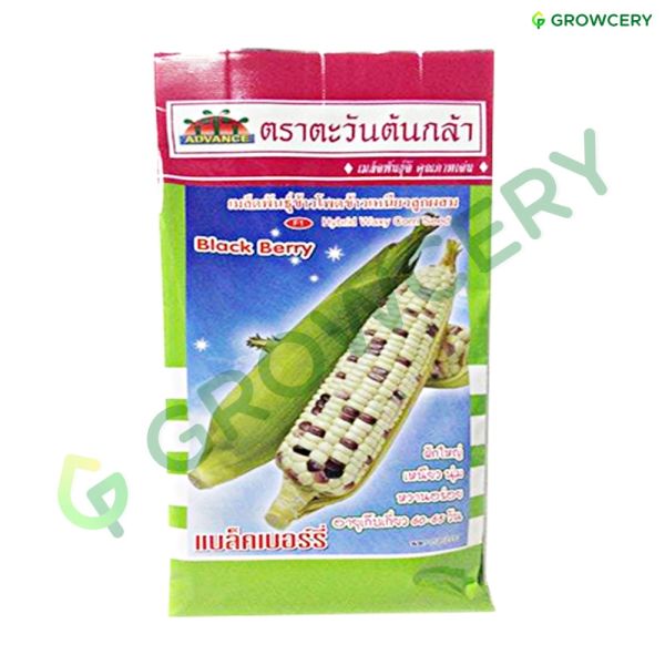 ข้าวโพด ขาวม่วง ตราตะวันต้นกล้า ขนาด 500 ก. (ถุง)
