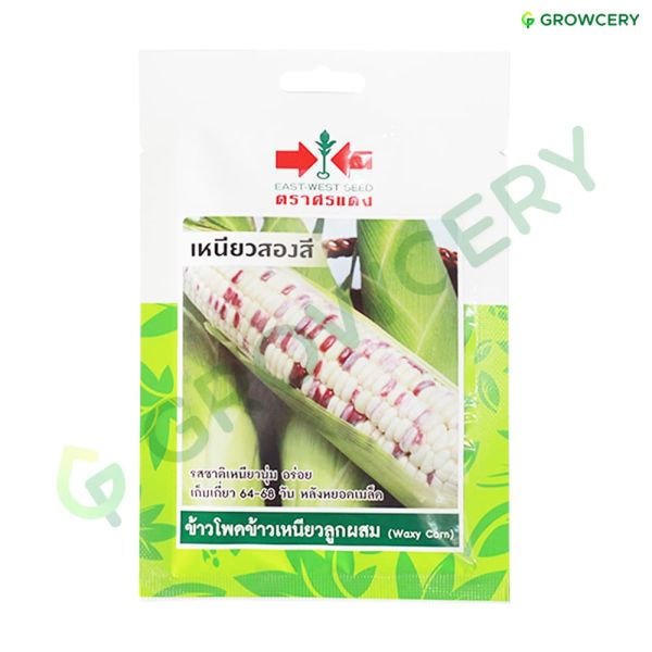 ข้าวโพดข้าวเหนียวลูกผสม พันธุ์เหนียวสองสี ตราศรแดง ปริมาณ 20 เมล็ด (ซอง)
