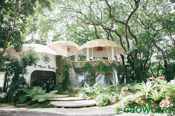 MuchRoom Cafe Chiang Mai